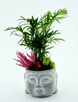  Mini Areka Bitkisi Saksı Çiçekleri çiçek gönder