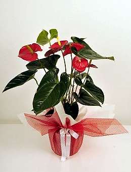 Saksıda Antoryum Bitkisi Saksı Çiçekleri çiçek gönder