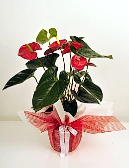 Saksıda  Antoryum Çiçeği  çiçek gönder