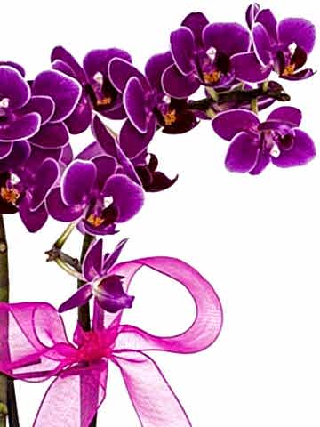 Desenli Saksıda  Mini Orkide ve Kalanchoe Orkideler çiçek gönder