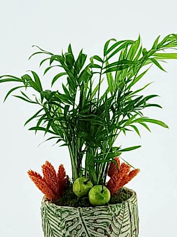 Özel Tasarım Areka Bitkisi Saksı Çiçekleri çiçek gönder