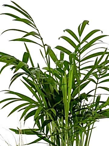 Dağ Palmiyesi ve Ekeberya Bitki Aranjmanı. Saksı Çiçekleri çiçek gönder