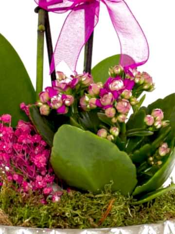 Desenli Saksıda  Mini Orkide ve Kalanchoe Orkideler çiçek gönder