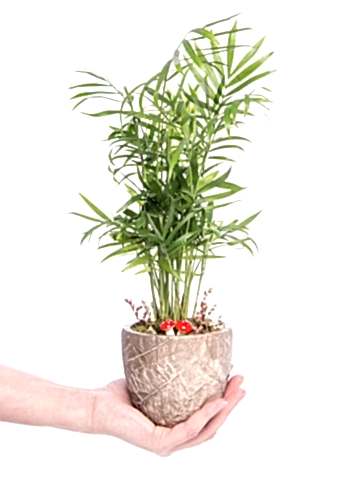 Wood Herba Serisi Chamadora Tasarım Saksı Çiçekleri çiçek gönder