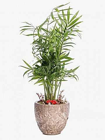 Wood Herba Serisi Chamadora Tasarım Saksı Çiçekleri çiçek gönder