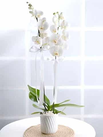 Masumiyet Timsali Beyaz Orkide Orkideler çiçek gönder