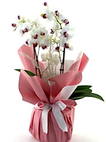 Classy Beyazlı  Orkide Orkideler çiçek gönder