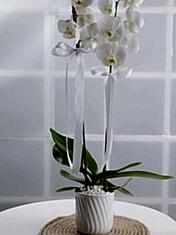 Masumiyet Timsali Beyaz Orkide Orkideler çiçek gönder