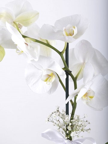 Tek Dallı Beyaz Orkide Çiçeği.. Orkideler çiçek gönder