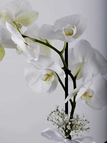 Tek Dallı Beyaz Orkide Çiçeği.. Orkideler çiçek gönder