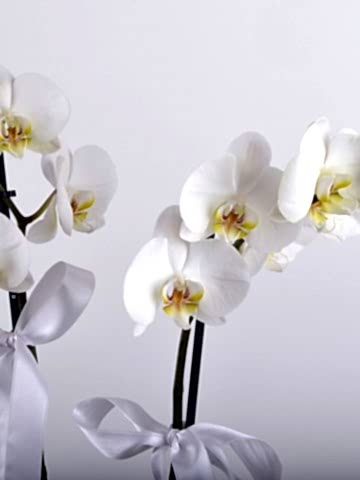 Hediye Kutusunda Çift Dallı Beyaz orkide.... Orkideler çiçek gönder