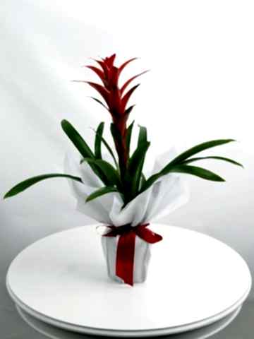 Guzmanya Saksı Bitkisi Saksı Çiçekleri çiçek gönder