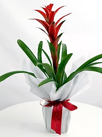 Guzmanya Saksı Bitkisi Saksı Çiçekleri çiçek gönder