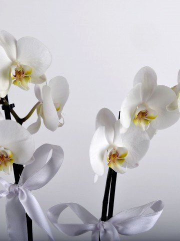Beyaz 2 Dallı Orkide Çiçeği Orkideler çiçek gönder