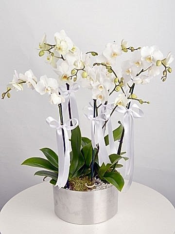 5 Dal Beyaz Orkide  Orkideler çiçek gönder