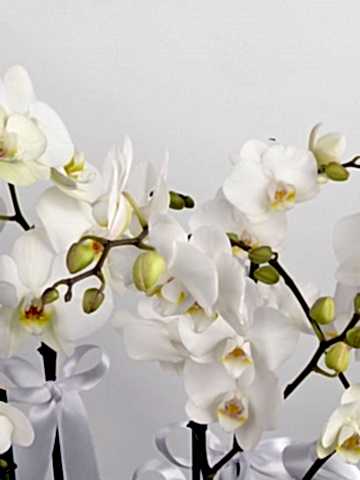 5 Dal Beyaz Orkide  Orkideler çiçek gönder