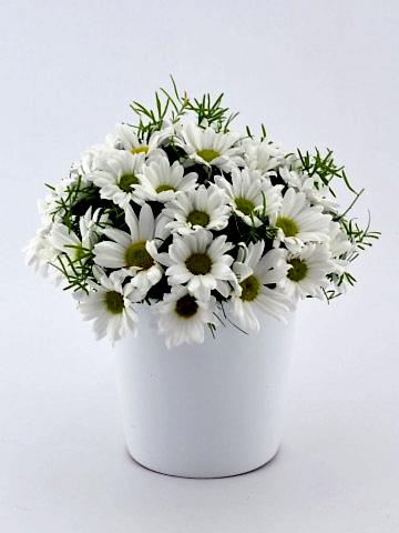 Papatya Prensesi Aranjmanlar çiçek gönder