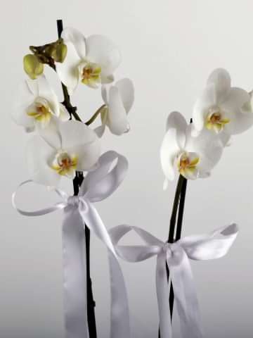 Beyaz 2 Dallı Orkide Çiçeği Orkideler çiçek gönder