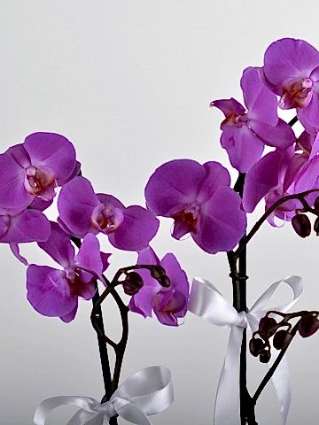 Paketli Mor Orkide Orkideler çiçek gönder