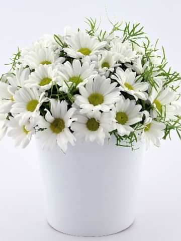 Papatya Prensesi Aranjmanlar çiçek gönder