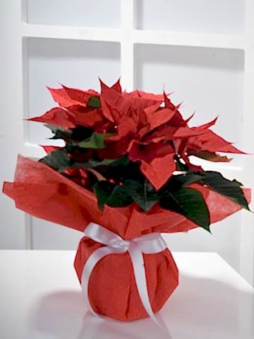 Puansetya Saksı Çiçeği Saksı Çiçekleri çiçek gönder