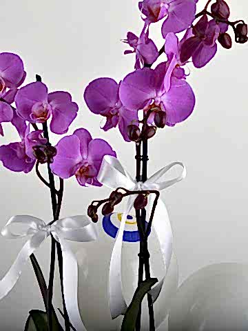 Fuşya Hediyelik Kutuda Çift Dallı Fuşya Orkide Çiçeği Orkideler çiçek gönder