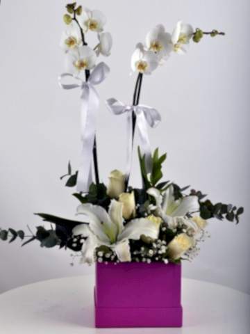 Hediye Kutusunda Çift Dallı Beyaz orkide.... Orkideler çiçek gönder