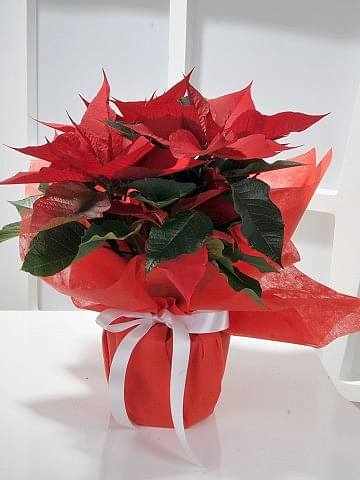 Puansetya Saksı Çiçeği Saksı Çiçekleri çiçek gönder