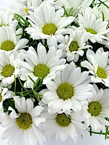 Papatya Prensesi Aranjmanlar çiçek gönder