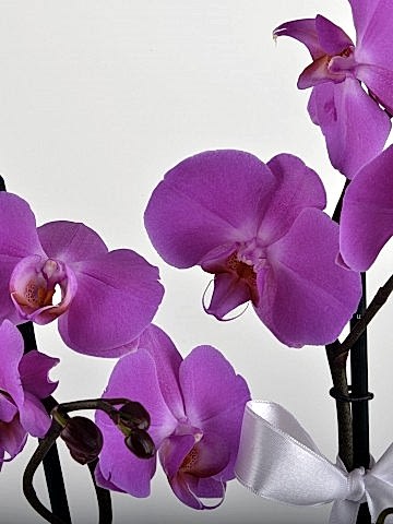 Paketli Mor Orkide Orkideler çiçek gönder