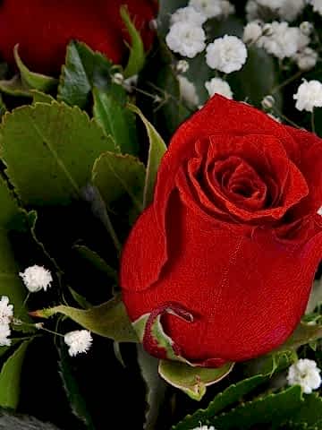 Gün Batımı 5 Kırmızı Gül Çiçek Arajmanı Aranjmanlar çiçek gönder