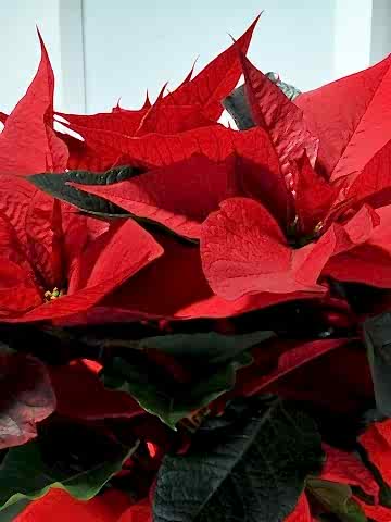 Puansetya Saksı Çiçeği Saksı Çiçekleri çiçek gönder