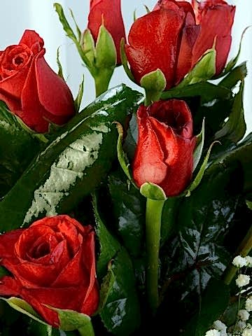 Camda 11 Adet Kırmızı Gül. Aranjmanlar çiçek gönder