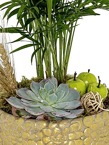 Dağ Palmiyesi ve Ekeberya Bitki Aranjmanı. Saksı Çiçekleri çiçek gönder