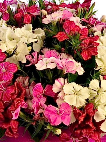 Rengarenk Kutuda Çiçek çiçek gönder